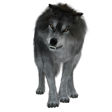 Dire Wolf On White Background, Front Photograph by Corey Ford - Pixels