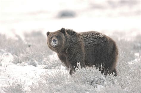 Grizzly bear in snow, Ursus arctos horribilis photo, Lamar Valley ...