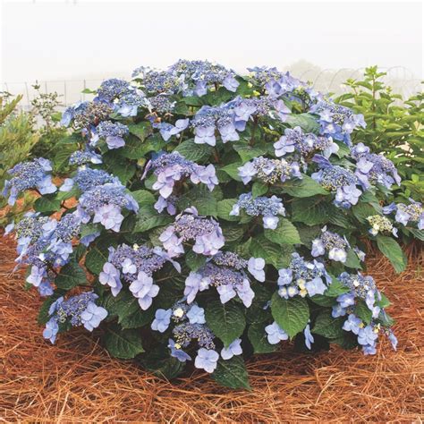 Endless Summer Hydrangea Pop Star - Lawn & Garden Retailer