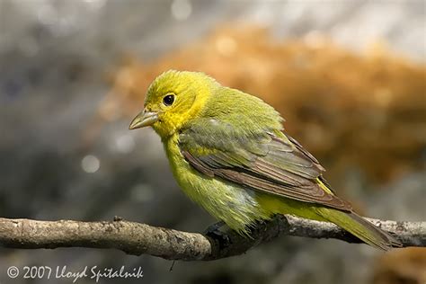 Scarlet Tanager (female) photo - Lloyd & Sandy Spitalnik photos at ...