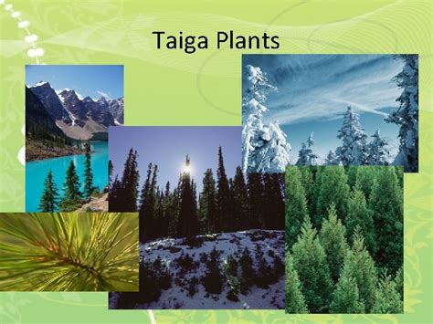 Taiga Plant Adaptations Sciencing