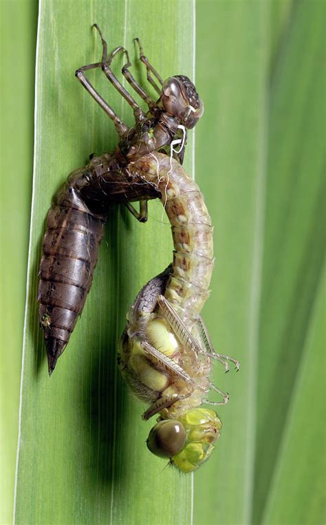 Golden Ringed Dragonfly Metamorphosis Photograph by Sinclair Stammers ...