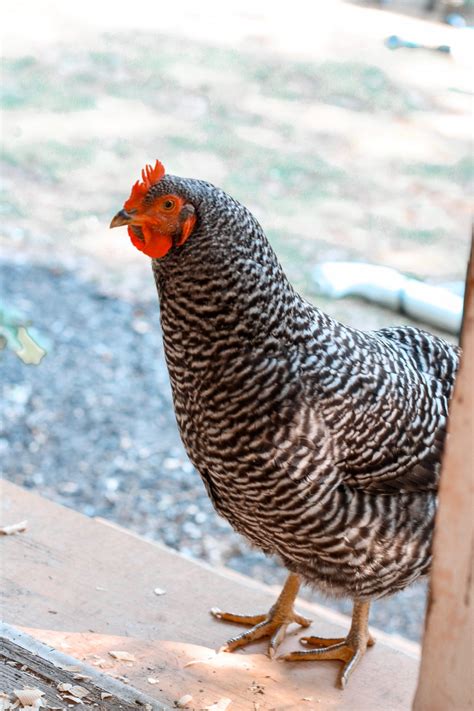 Best Chicken Feeder (Weather and Rat Proof) - Homesteading