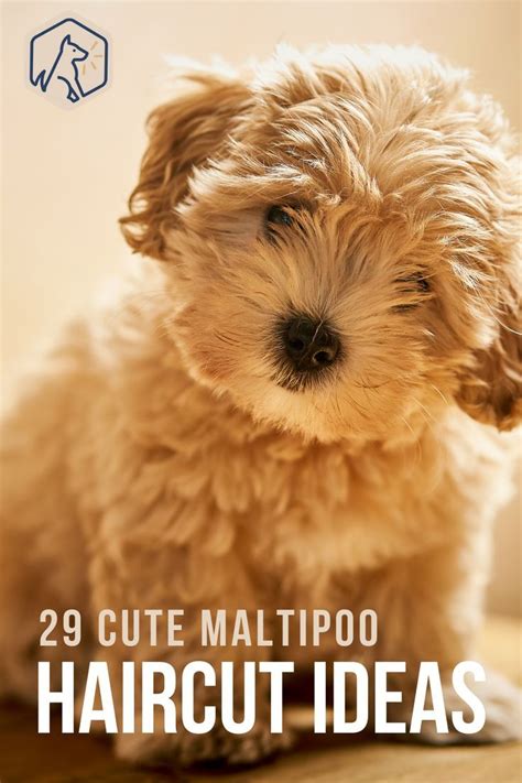 29 Cute Maltipoo Haircut Ideas | Maltipoo haircuts, Maltipoo puppy ...