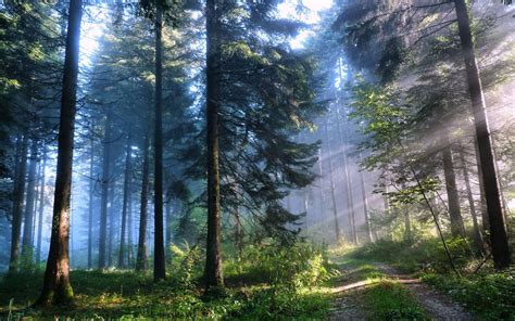 Wallpaper : sunlight, trees, nature, road, morning, mist, wilderness ...