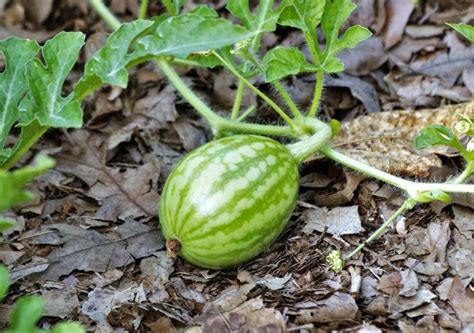 How To Grow Watermelon In A Small Space