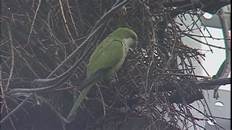 UConn Scientists Discover Key To Monk Parakeet Nest Building Behavior ...