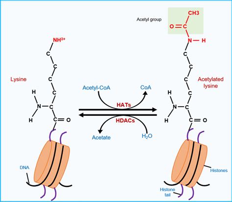 Regulation of histone acetylation dynamics. HATs (histone... | Download ...