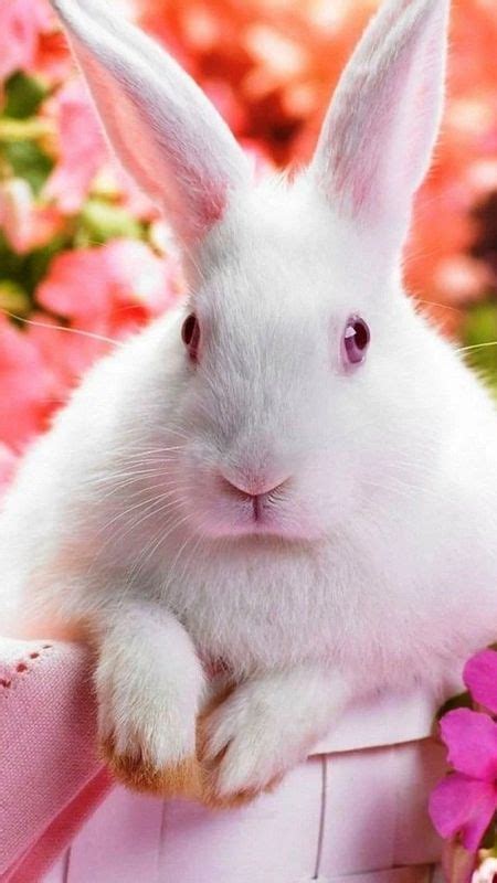 85 Wallpaper Cute Rabbit For FREE - MyWeb