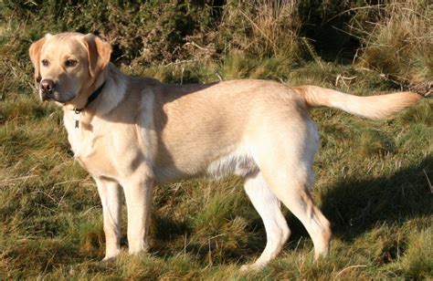 Are Labrador Retriever Good To Breed