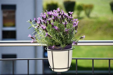 How to Grow and Care for Lavender on a Balcony - Balcony Boss