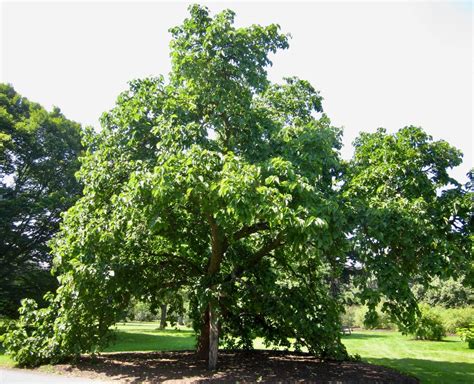 Mulberries - Tree Guide UK - Mulberry tree identification