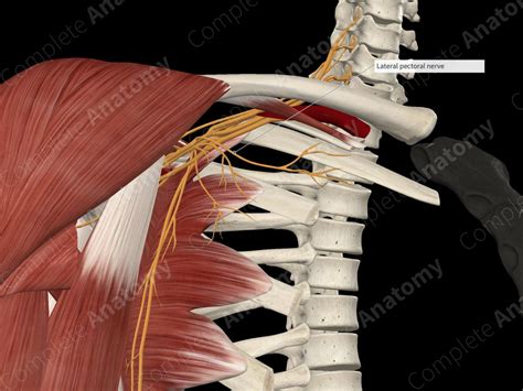 Lateral Pectoral Nerve | Complete Anatomy