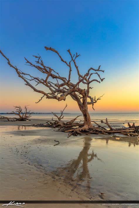 Driftwood Beach Background Sunrise | Royal Stock Photo