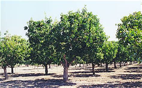 Pistachio Tree: Pictures, Images, Photos, Facts on Pistachio Trees