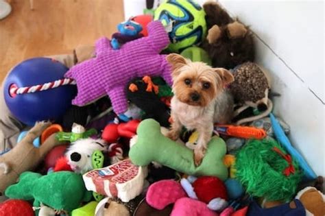 15 Best Interactive Dog Toys [Toys to Keep Your Dog Busy!]