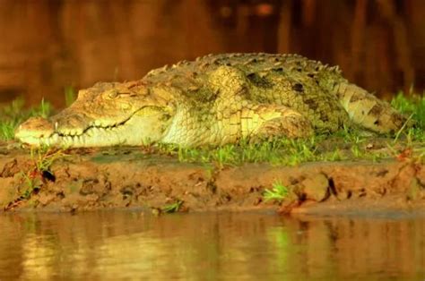 CROCODILE HABITAT: Where does it live?