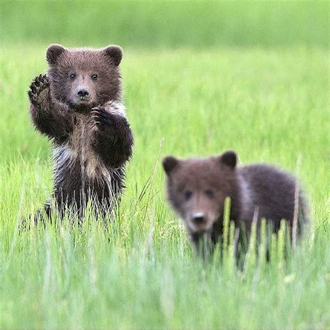 Grizzly Bear Cub, Bear Cubs, Tiger Cubs, Bear Pictures, Cute Animal ...