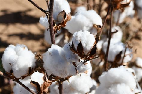 100 WHITE COTTON Gossypium Seeds Cotton TREE Seeds Cottonseed | Etsy