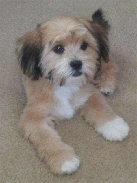 My shorkie Chloe | Shorkie puppies, Dog haircuts, Puppy haircut