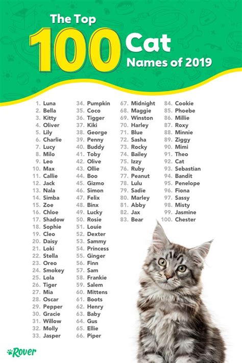 The Most Popular Cat Names in the USA | Cute pet names, Unique cat ...