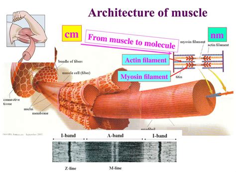 世界初！筋肉が高速かつ高効率に収縮する仕組みを解明 | EurekAlert!