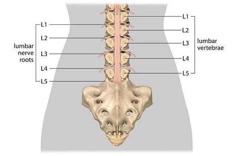 What Activity Puts the Most Pressure on the Lumbar Region - Nikolas-has ...