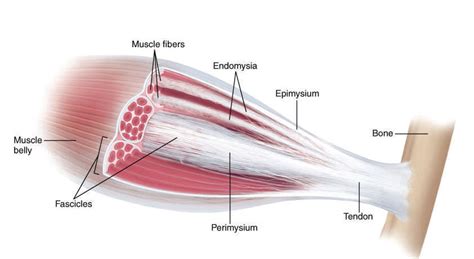 Fascia and fascism – Fascia & Fitness