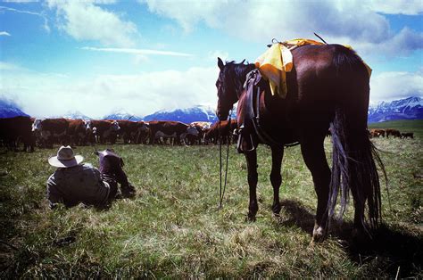 A Cattle Rancher Rests While He Watches Photograph by Todd Korol - Pixels