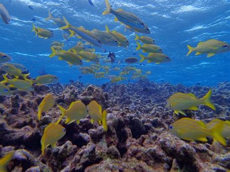 Cruising the reef - Picture of Aruba Bob Snorkeling, Savaneta - TripAdvisor