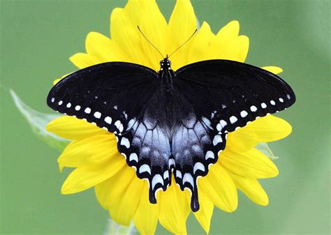 Spicebush Swallowtail Chrysalis