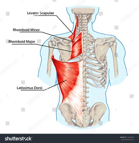 Rhomboide menor y rhomboide mayor, levator: vector de stock (libre de ...