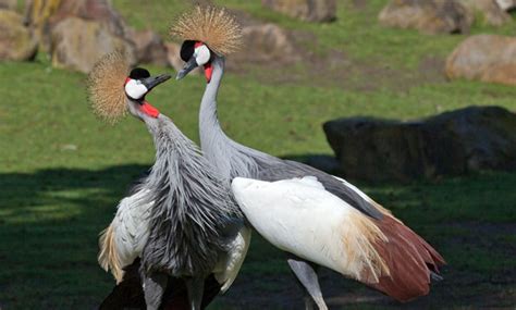 East African Crowned Crane - San Francisco Zoo & Gardens