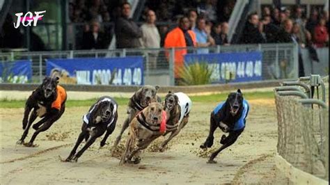 Newcastle Greyhound Race Card - THE SHOOT