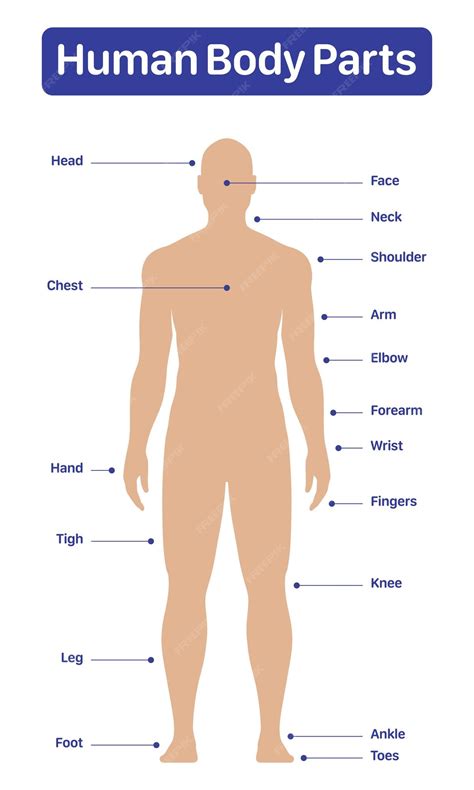 Premium Vector | Male human body parts medical diagram poster vector ...