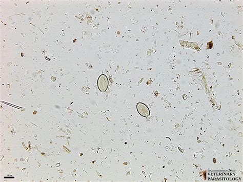 Oxyuris sp. Roundworms - MONSTER HUNTER'S GUIDE TO: VETERINARY PARASITOLOGY