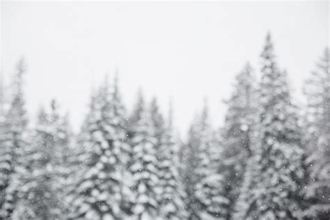 "Snow Falling In Front Of Pine Trees" by Stocksy Contributor "Justin ...