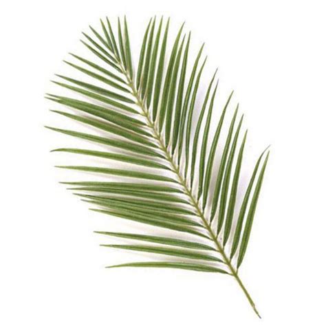 Areca Palm leaves - Areca Palm Leaves - Leaves - Florida Coconuts - Store