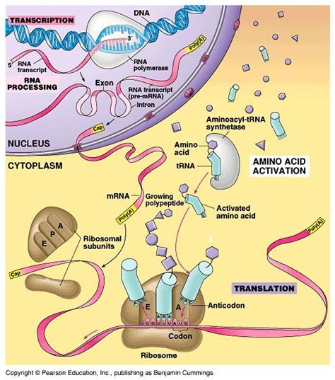 Ap Biology Protein Synthesis Material Science in 2020 | Biology ...