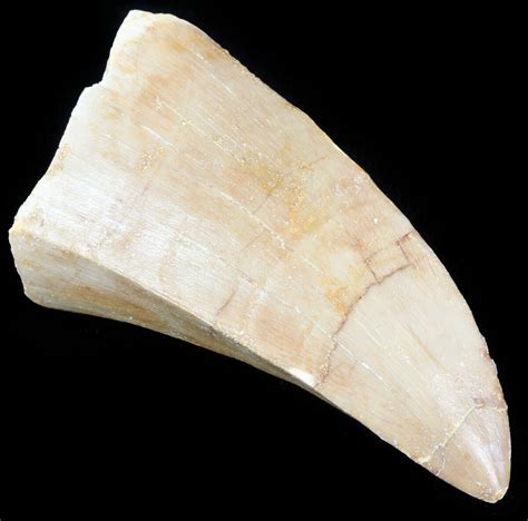 Large 2.39" Mosasaurus Tooth For Sale (#61198) - FossilEra.com