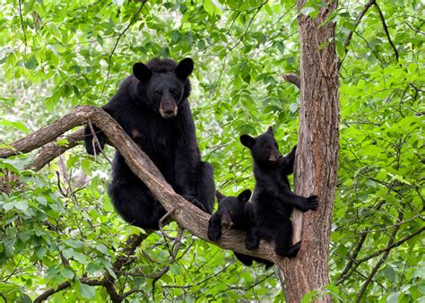 Black bear | Size, Weight, Habitat, Diet, & Facts | Britannica