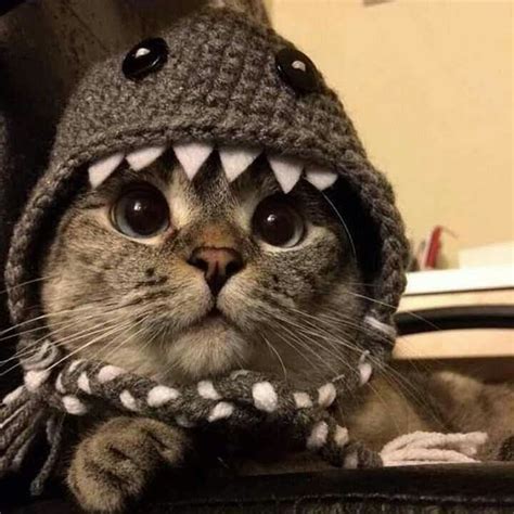 Shark Costumes, Pet Costumes, Cat Shark Costume, Funny Dogs, Funny ...