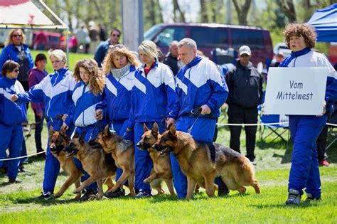 Over the past 26 years of training and breeding shepherds, Julie, as ...