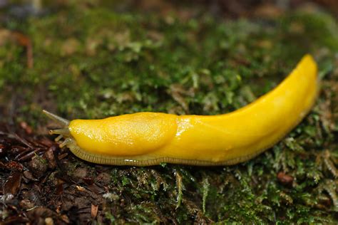 "Banana Slug" by Stocksy Contributor "Paul Tessier" - Stocksy