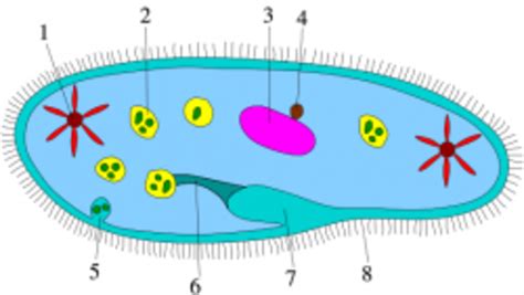 Protists: Paramecium, Amoebas, Algae, Diatoms, Euglena, and Others ...