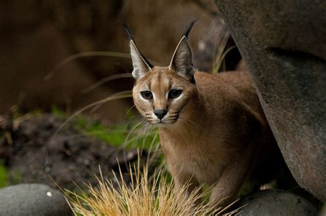 Caracal Facts - Animal Facts Encyclopedia