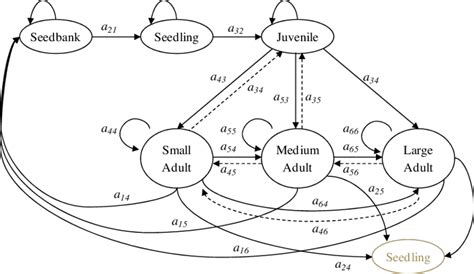 Life cycle graph indicating life stages (seedbank) and height-classes ...