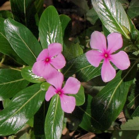 Catharanthus roseus - Flowering plants, Medicinal plant