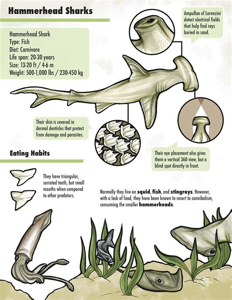 Pin de Carlos Alberto en tiburones | Infografia de animales ...