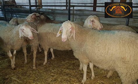 Assaf sheep. USA www.karrasfarm.com | Sheep, Sheep and lamb, Goats